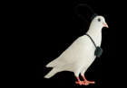 Russia Launches First Brain-Chipped Bird Drones for Surveillance Over Cities