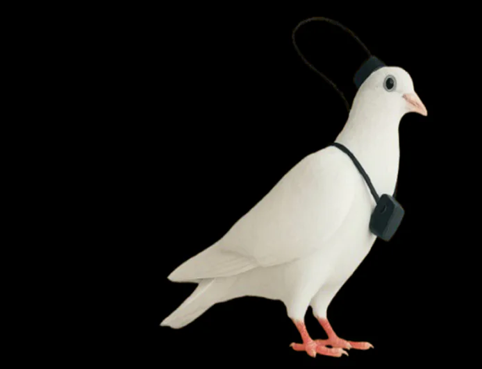 Russia Launches First Brain-Chipped Bird Drones for Surveillance Over Cities