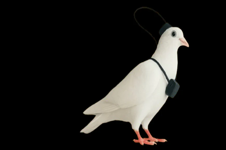 Russia Launches First Brain-Chipped Bird Drones for Surveillance Over Cities